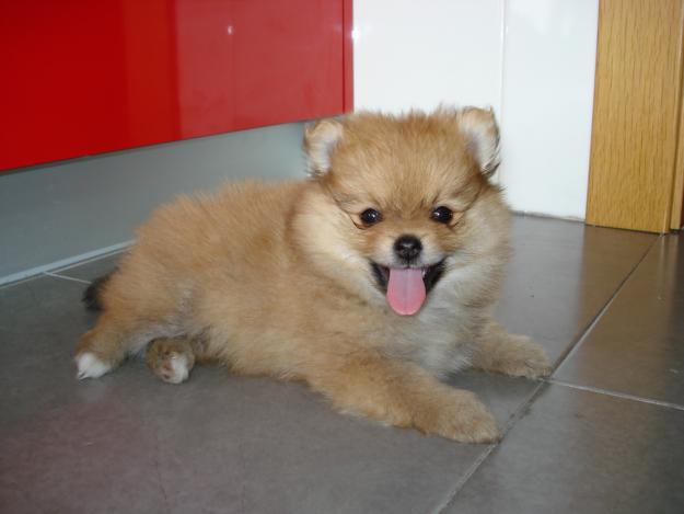 Preciosos cachorritos lulu pomerania