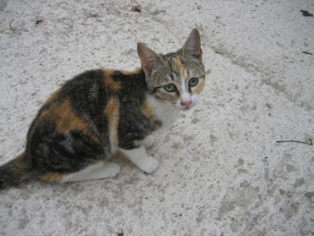 Tabbyta, gatita tricolor en adopción