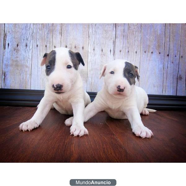 Dos bonitas más Coton De Tulear cachorros