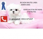 Bichon maltes - mejor precio | unprecio.es