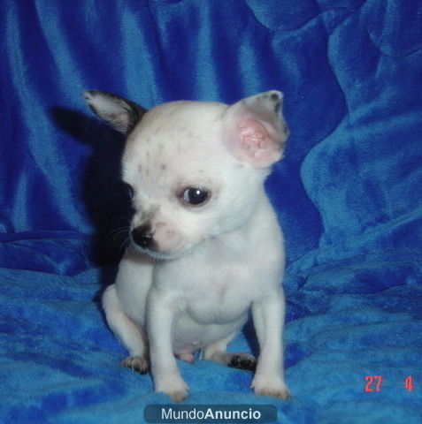 CHIHUAHUA MINI-TOY machito