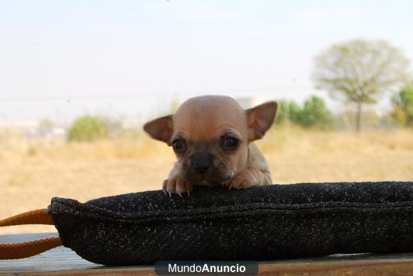 Chihuahua toy, machos y hembras, dos meses, ven a verlos¡¡ buen precio