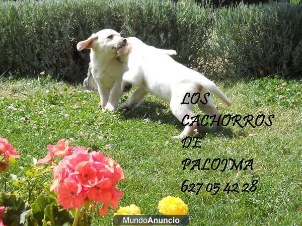 CRIADORES NACIONALES DE LABRADOR DORADOS Y NEGROS CON PEDIGREE LOE DE LA RSCE 360 EUROS!! 627 05 42 28