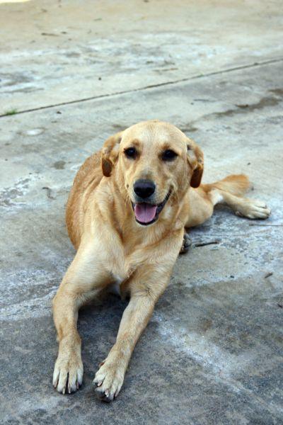 MOIRA, perra tipo labrador en adopción