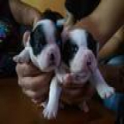 ultimos 2 cachorros de bulldog frances - mejor precio | unprecio.es