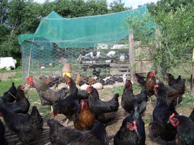 VENDO GALLINAS NEGRAS AMPURDANESAS