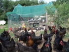 VENDO GALLINAS NEGRAS AMPURDANESAS - mejor precio | unprecio.es