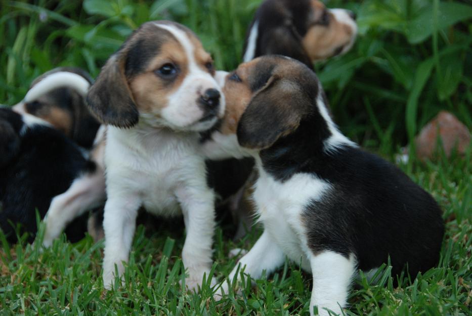 Beagle tricolor, linea de compañia,LOE 270€ 630673731