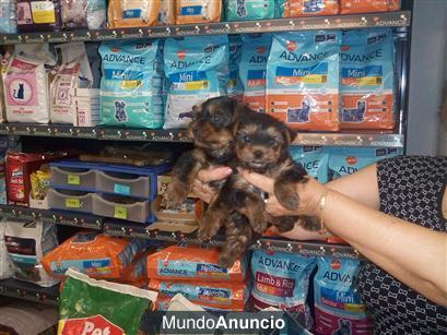 CACHORRITOS DE YORKSHIRE, MUY BONITOS, OFERTA