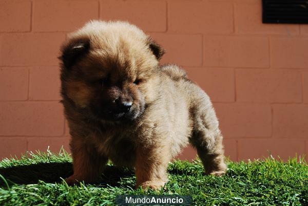 Machos y hembras raza Chow Chow de primera calidad