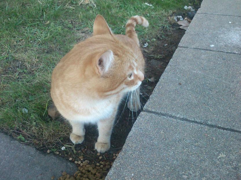 Precioso gato se regala en adopción