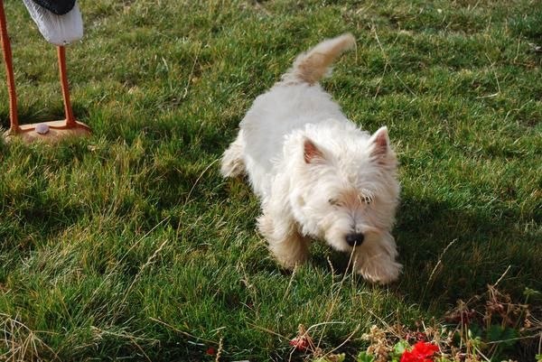 precisos cachorros de WESTY CON PEDIGREE 450 EUROS