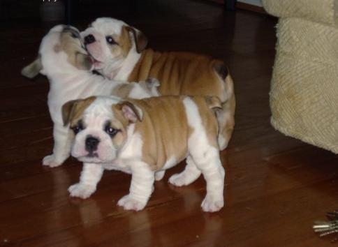 Tres hermosos cachorros bulldog Inglés disponible.