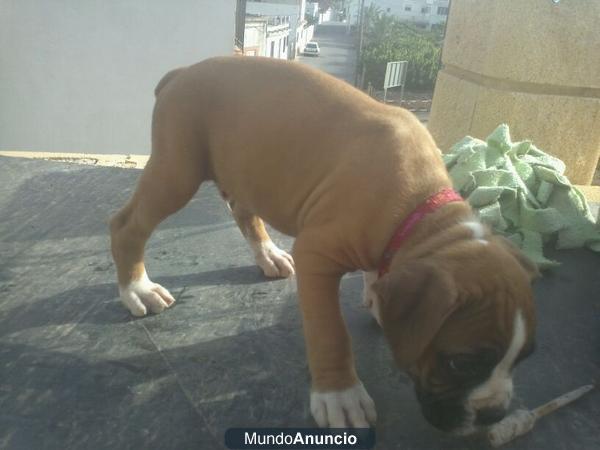 Vendo cachorros de boxer