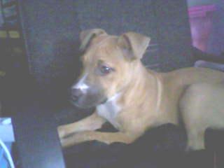 Vendo Pitbull Terrier 300€ Negociables