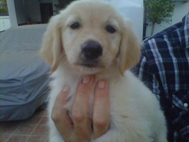 venta de cachorros golden retriever