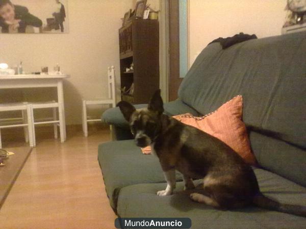 busco perro mestizo raza pequeño en zamora