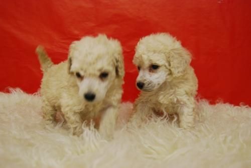 Actual Camada de Caniche Apricot //2meses// CHIP, PEDEGREE, DOCUMENTACION...