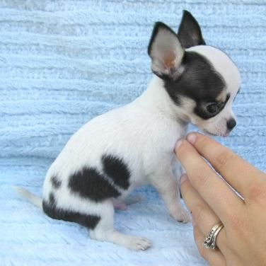 Atractivo Cachorros Chihuahua Blancos