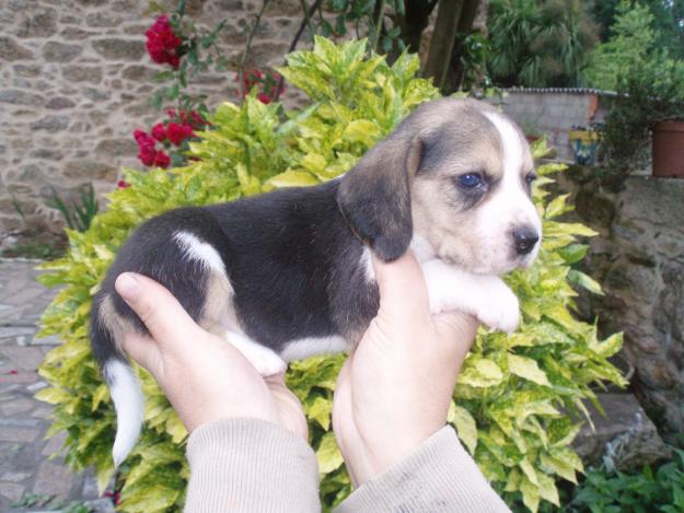 Beagles, excelente pedigrèe, 260 €