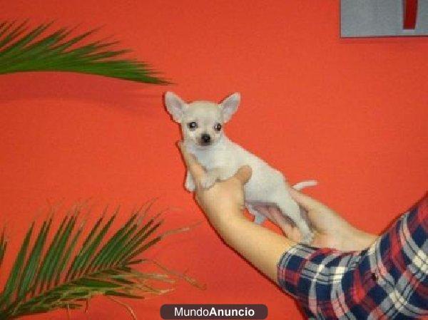 Cachorros chihuahua pedigree