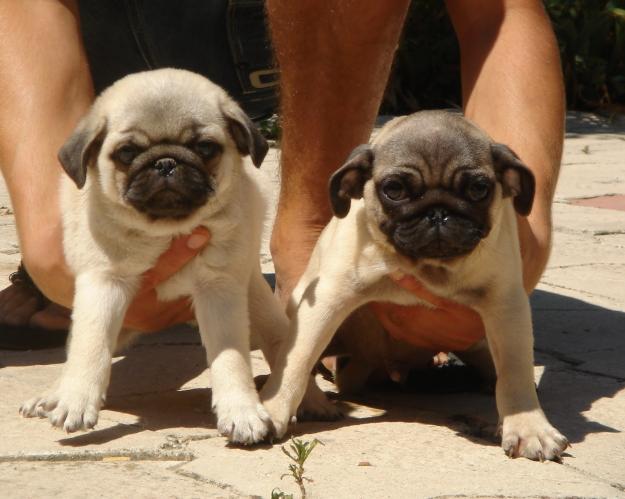 CACHORROS DE CARLINO