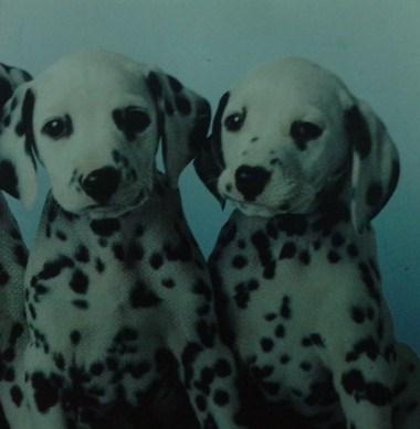 cachorros de dalmata