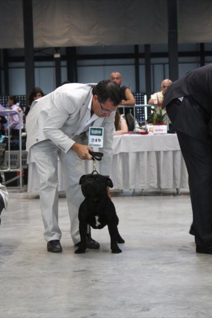 Cachorros staffordshire bull terrier