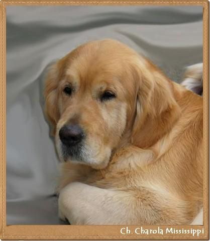 Golden Retriever. Camada Charola Mississippi y Blondy