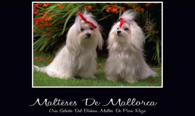 Maltesitos de mallorca linea ameicana tl 696173083