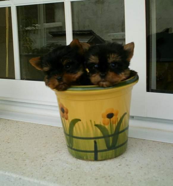 Preciosos cachorros de Yorkshire Terrier miniatura y estandar