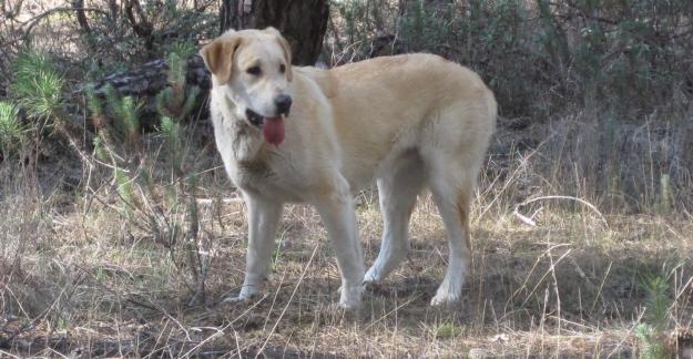 REGALO CACHORROS