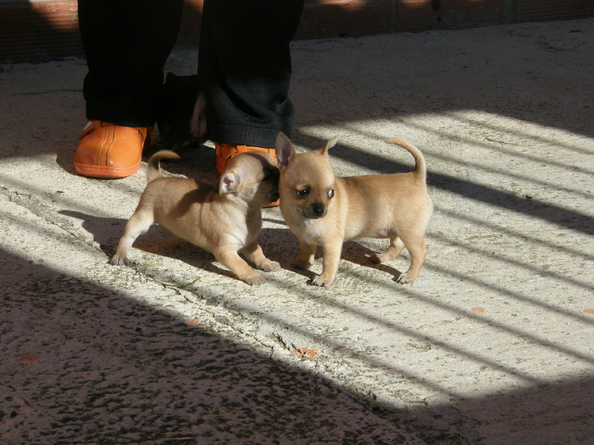 chihuahuas toys