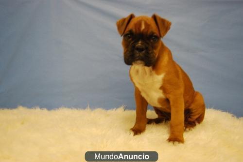 DISPONIBLES BOXER DORADOS , DOS MESES DE EDAD