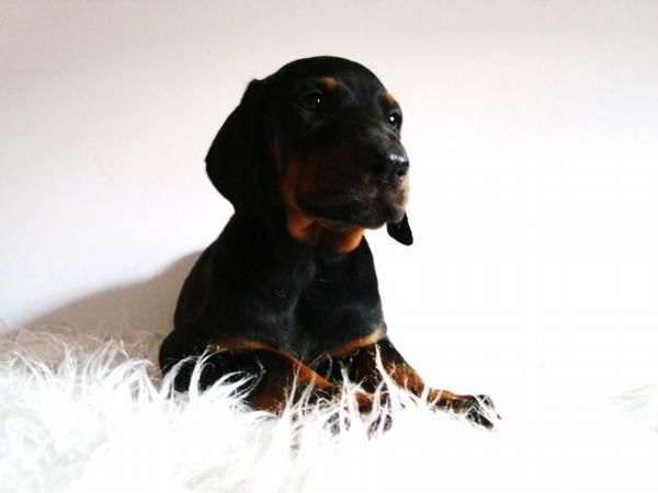 DOBERMAN EJEMPLARES LISTOS PARA SER ENTREGADOS