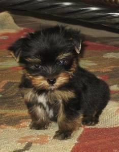 dulces cachorros yorkie listo ahora gratis