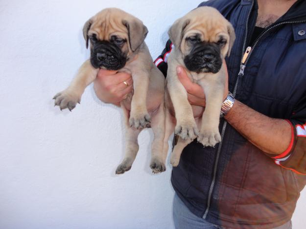 Excelente camada de bullmastiff