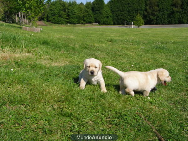 EXCELENTES CACHORROS DE LABRADOR RETRIEVER