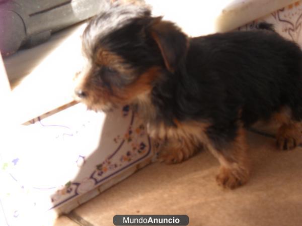 Preciosa camada de yorkshire terrier