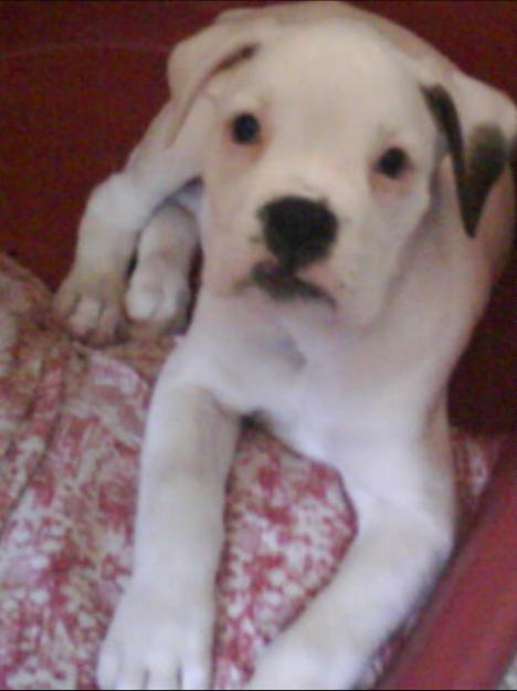 BOXER BLANCO HEMBRA