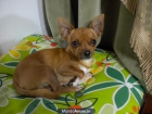 busco chihuahua hembra - mejor precio | unprecio.es