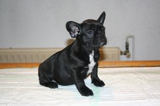 Cachorritos de bulldog frances negros con el pecho blanco