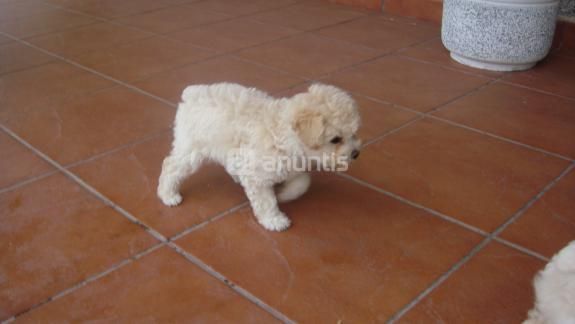 CACHORRO CANICHE BLANCO  100