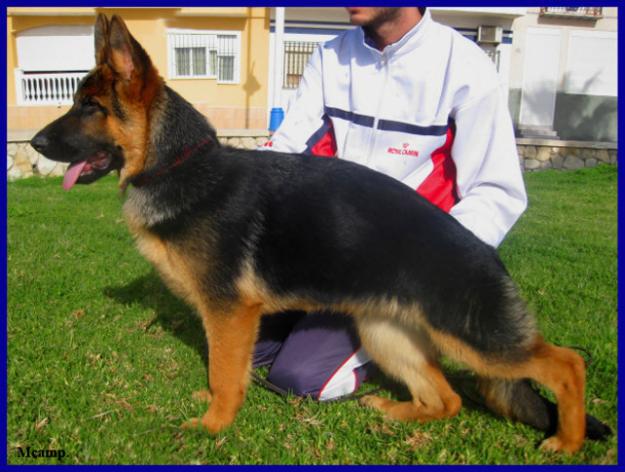 Cachorros Ceppa. de Pastores Alemanes.