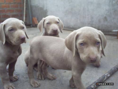 CAMADA WEIMARANER