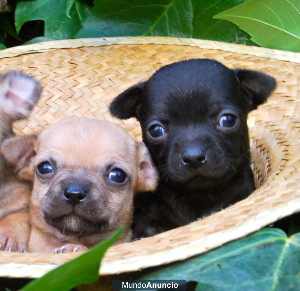 Chihuahua toy, cachorritos de primera calidad¡