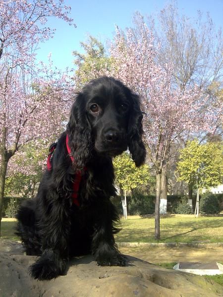 cocker spaniel negro busca novia