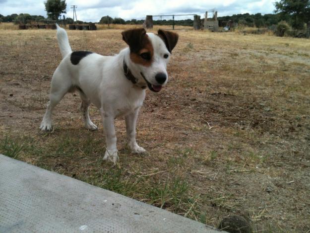 jack russell busca novia