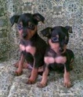 MINI PINSCHER 340 c/u - mejor precio | unprecio.es