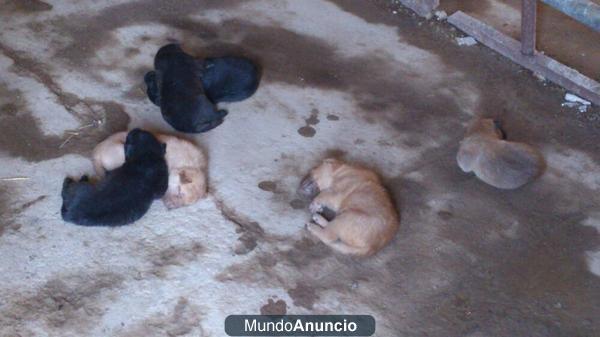 regalo cachorros de mezcla labrador